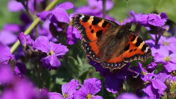 Keeping our wildlife safe