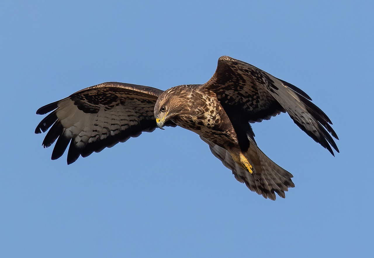 The buzzard’s impact in Southeast England